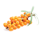 Sea Buckthorn