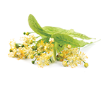 Tea Tree