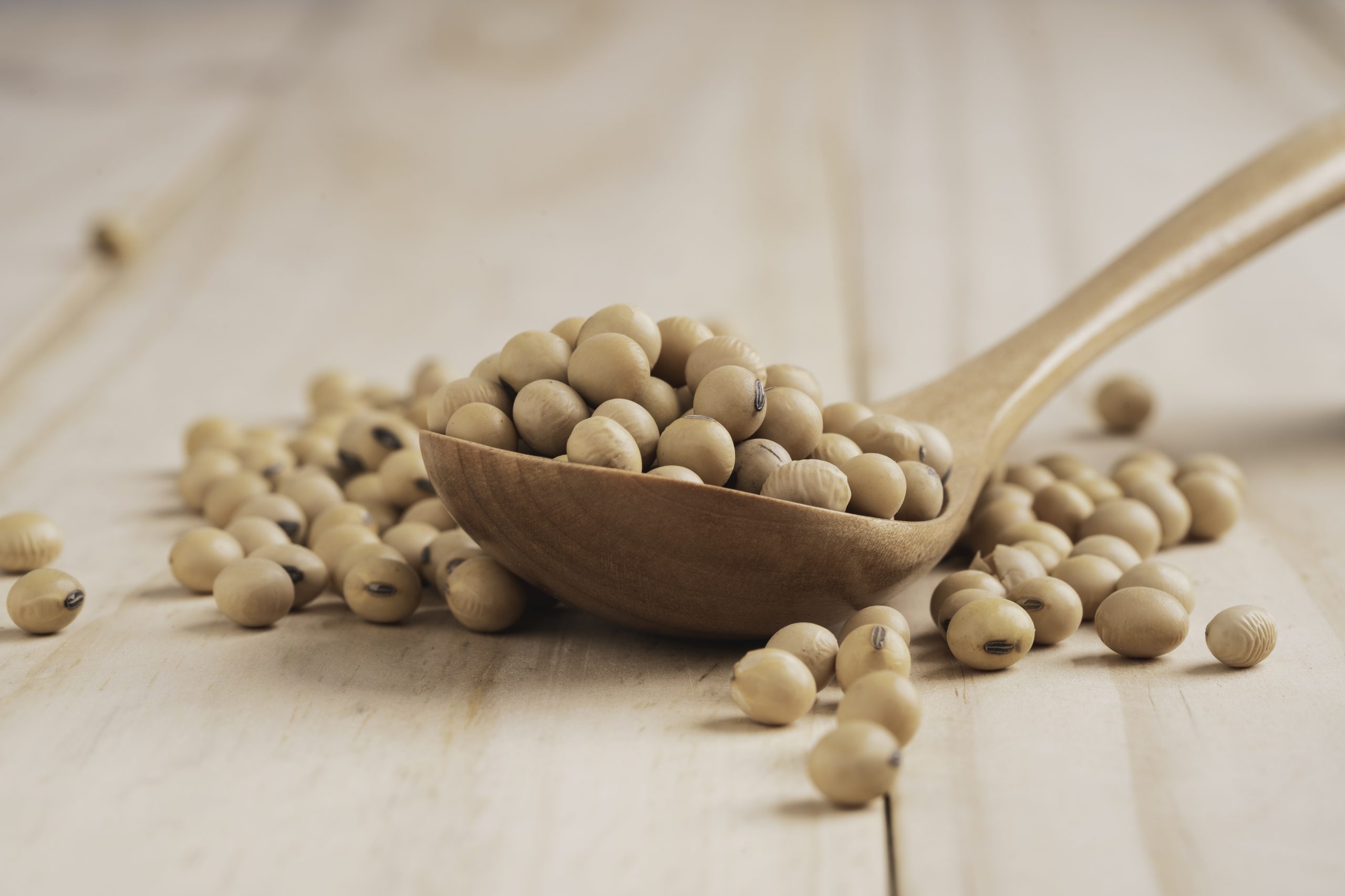 Soybean seed in wooden spoon and pour on table with copy space.
