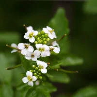 abesinsko ulje abesinsko ulje