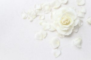 Beautiful white rose and petals on white background. Ideal for greeting cards for wedding, birthday, Valentine's Day, Mother's Day Beautiful white rose and petals on white background. Ideal for greeting cards for wedding, birthday, Valentine's Day, Mother's Day