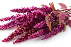 exploring-freshness-amaranth-nutrientrich-versatile exploring-freshness-amaranth-nutrientrich-versatile