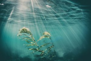Seaweed underwater with sunbeams coming down Seaweed underwater with sunbeams coming down