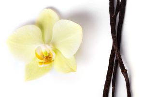 Vanilla stick Vanilla stick on a white background