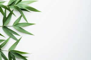 bamboo-leaves-white-backdrop-with-copy-space-image bambus